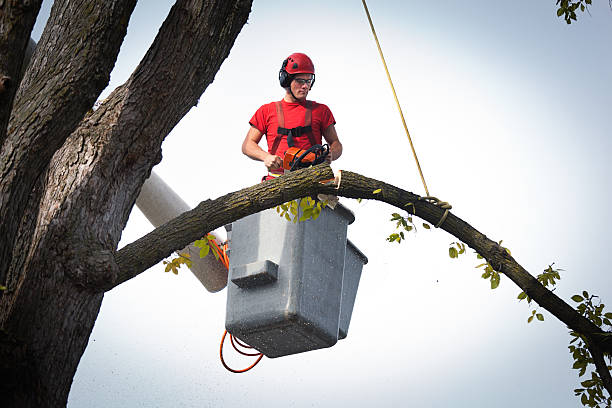 Best Hedge Trimming  in Sunnyside Tahoe City, CA